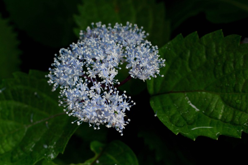 六甲山高山植物園花色々_05コアジサイ・マクロ.jpg