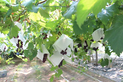 四季彩農園 (2).JPG