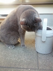 つっこみ.jpg