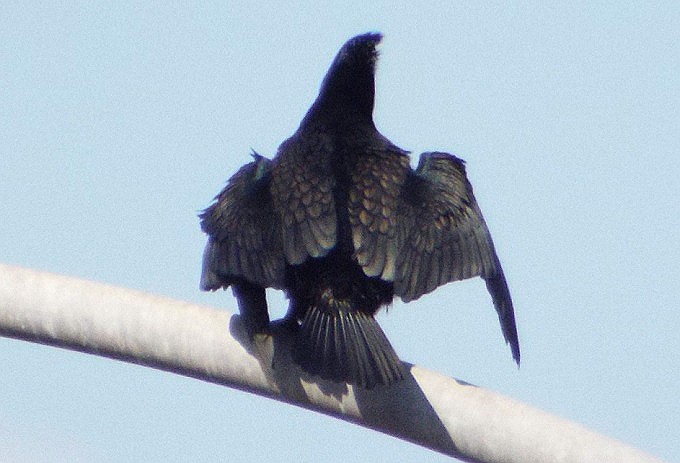 鳥の名不詳