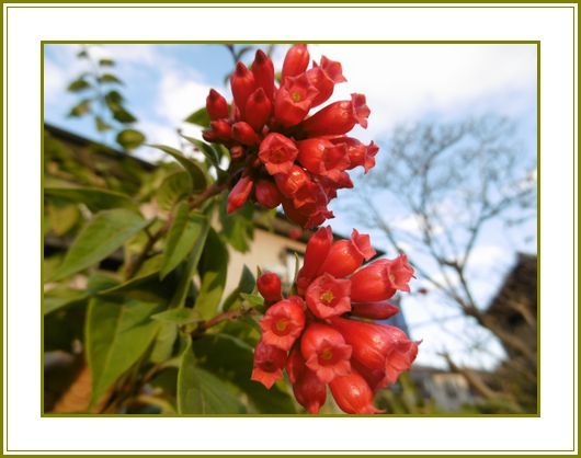 12月10日 紅花夜香花酔いも回って冬座敷 花の歳時記 天南星の魅力 山野草 楽天ブログ