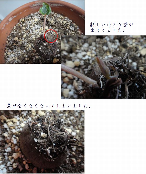 心配なガーデンシクラメン