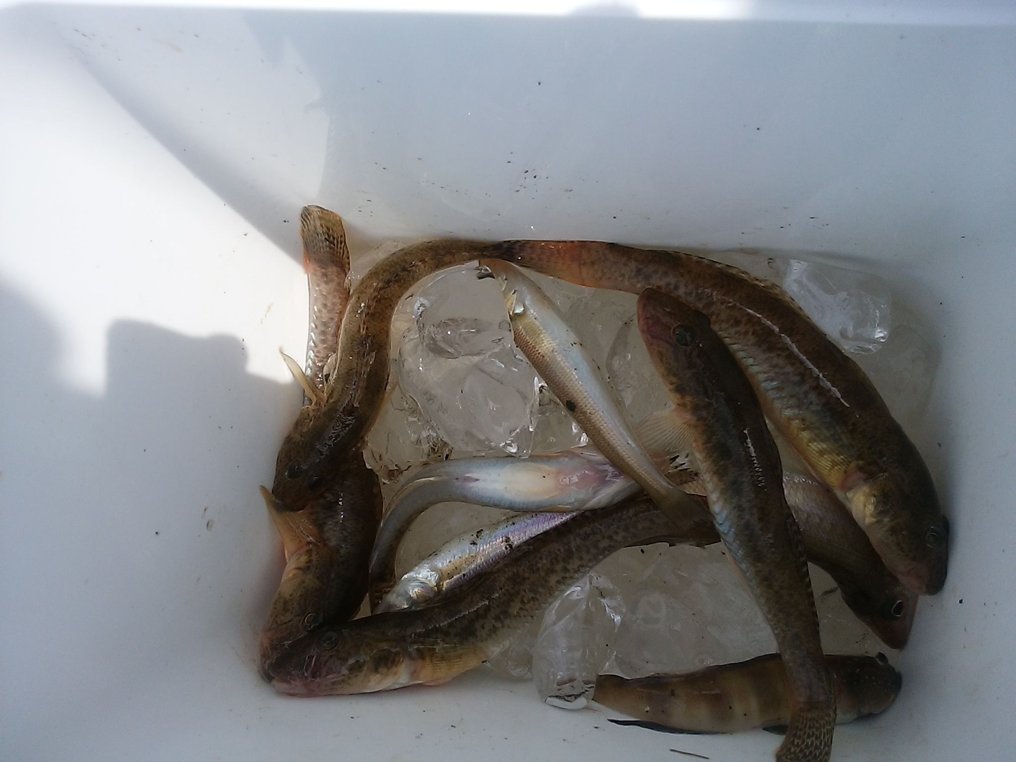 箱崎ふ頭で釣る そして食す 釣り釣りgogo 楽天ブログ