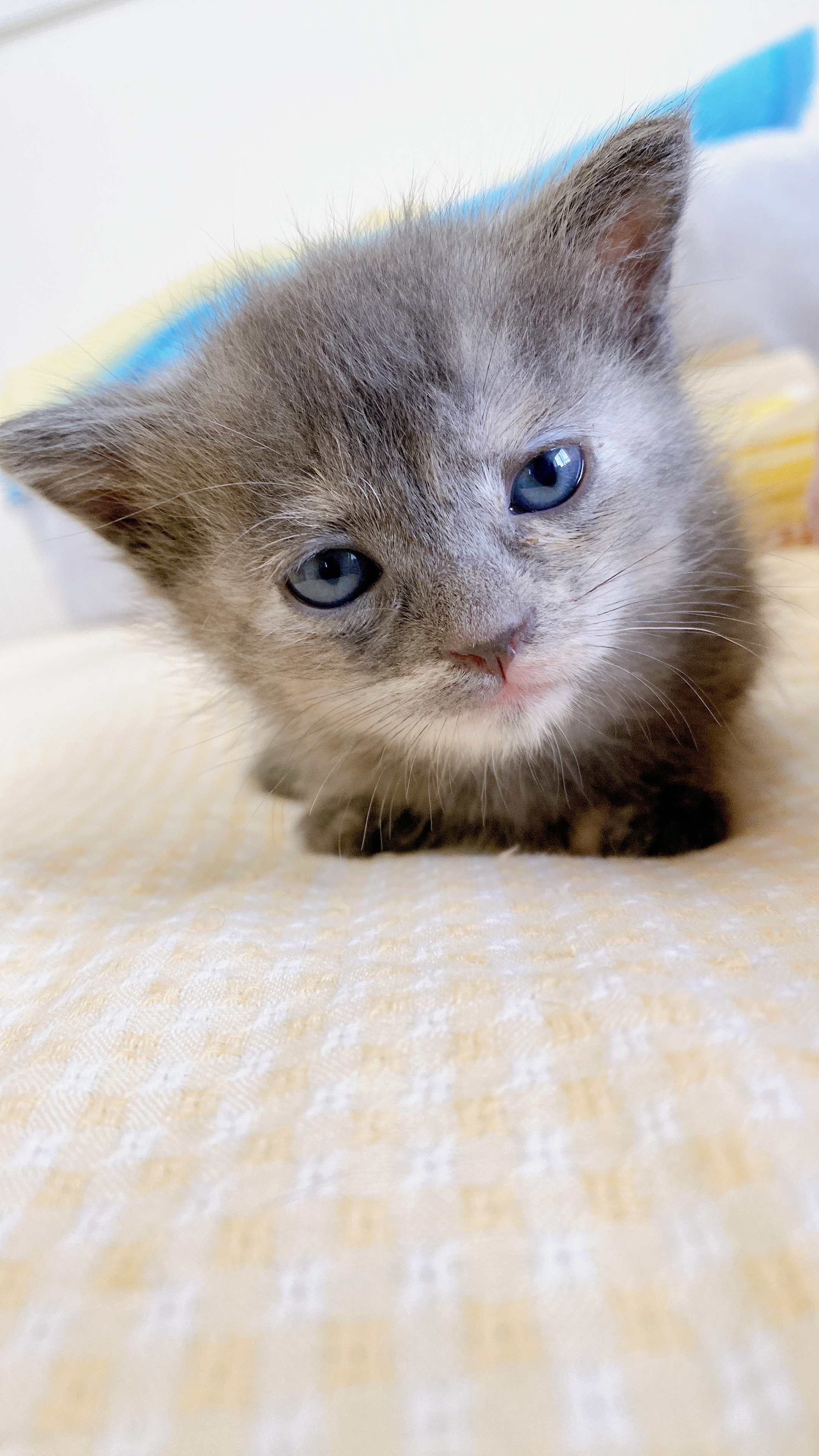 HPが新しくなりました！ | にろ保護猫 ブログ - 楽天ブログ