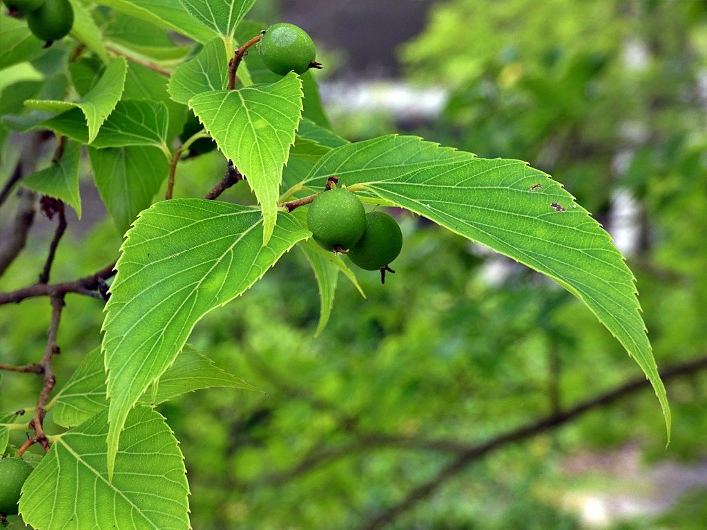 ムクノキを観る く ちゃんの自然観察記 楽天ブログ