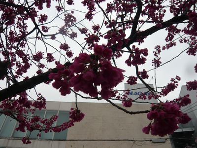 寒緋桜