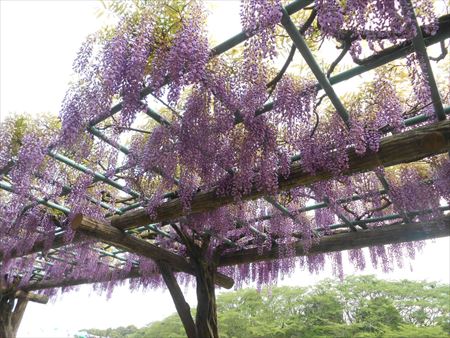 蓮華寺池公園　藤の花