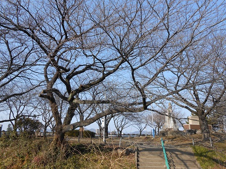 3桜の木.JPG