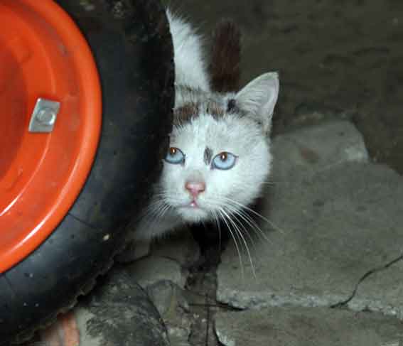 我が家のニャンコ♪2013/1/28-2