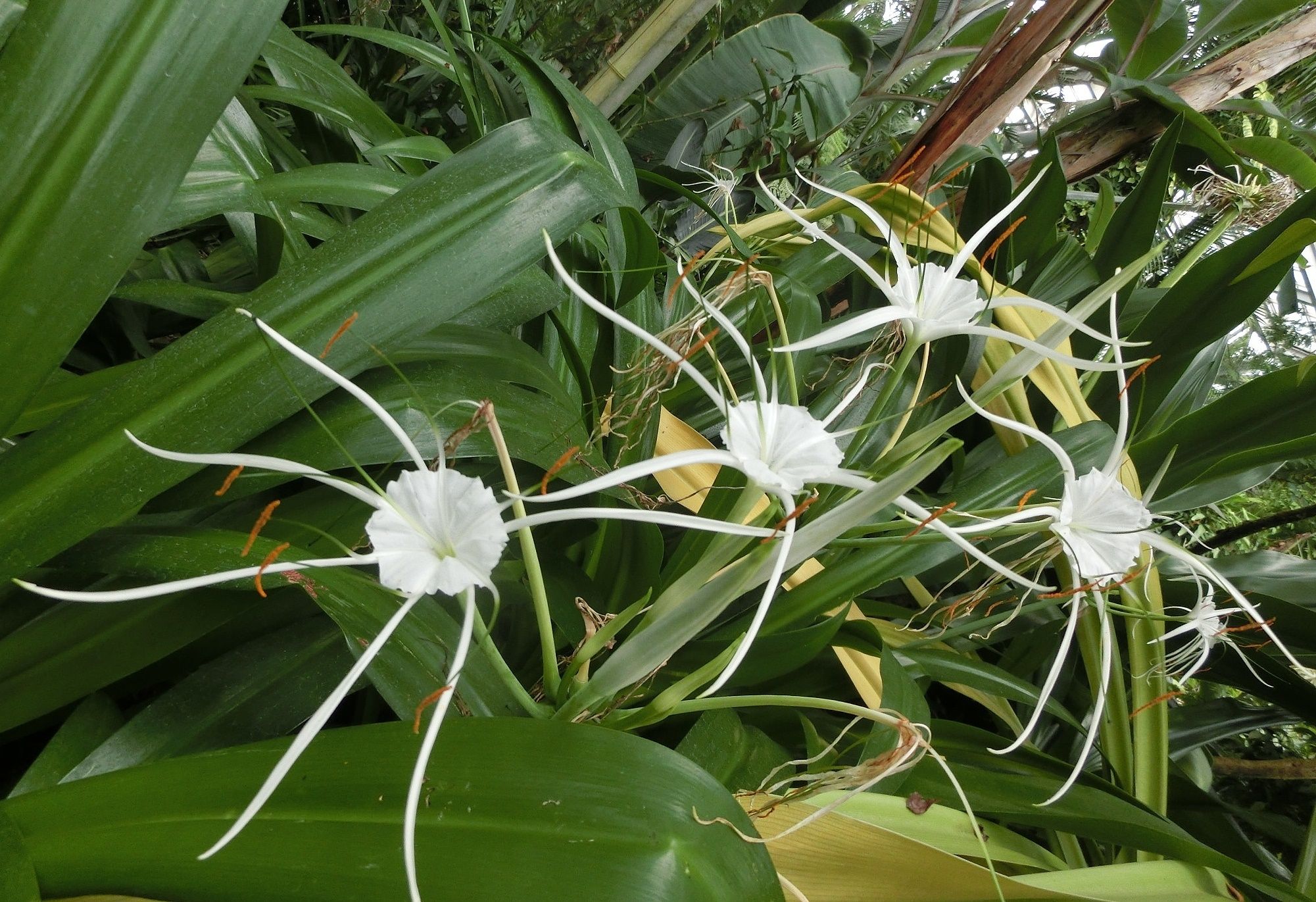 京都府立植物園の花 エーデルワイス他 だい のひとりごと 楽天ブログ