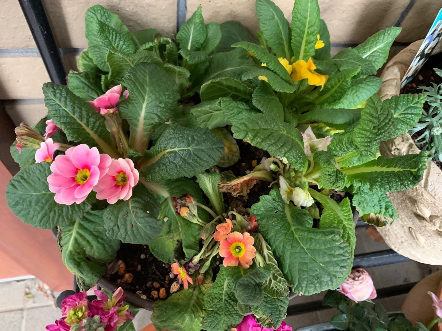 うちの花の撮影 プリムラ ジュリアンの寄せ植えなど Music Land 私の庭の花たち 楽天ブログ