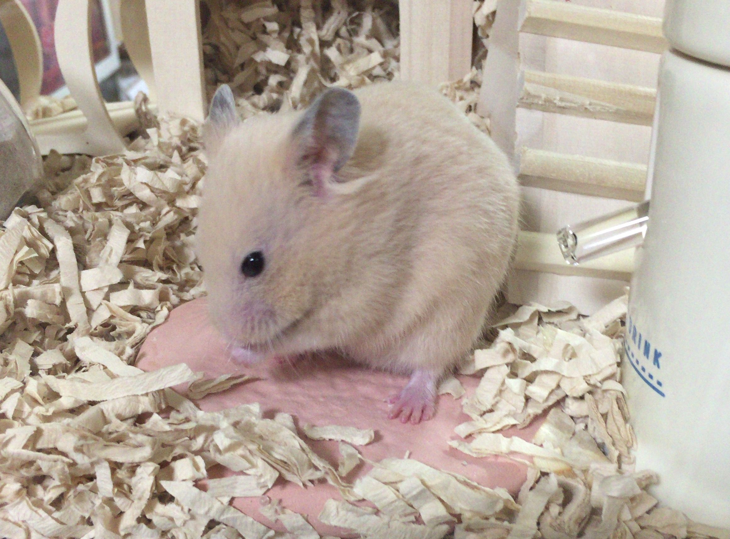 ハムスターの大あくび キンクマはむたん 楽天ブログ