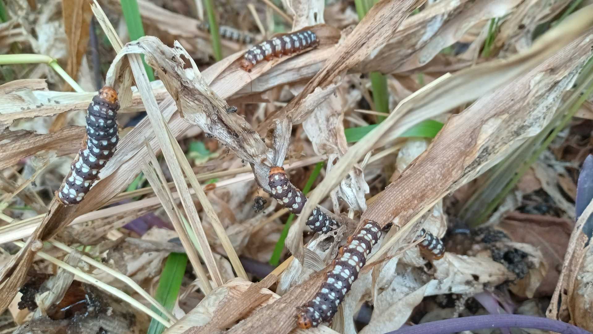 記事一覧 ものぐさ徒然日記 楽天ブログ