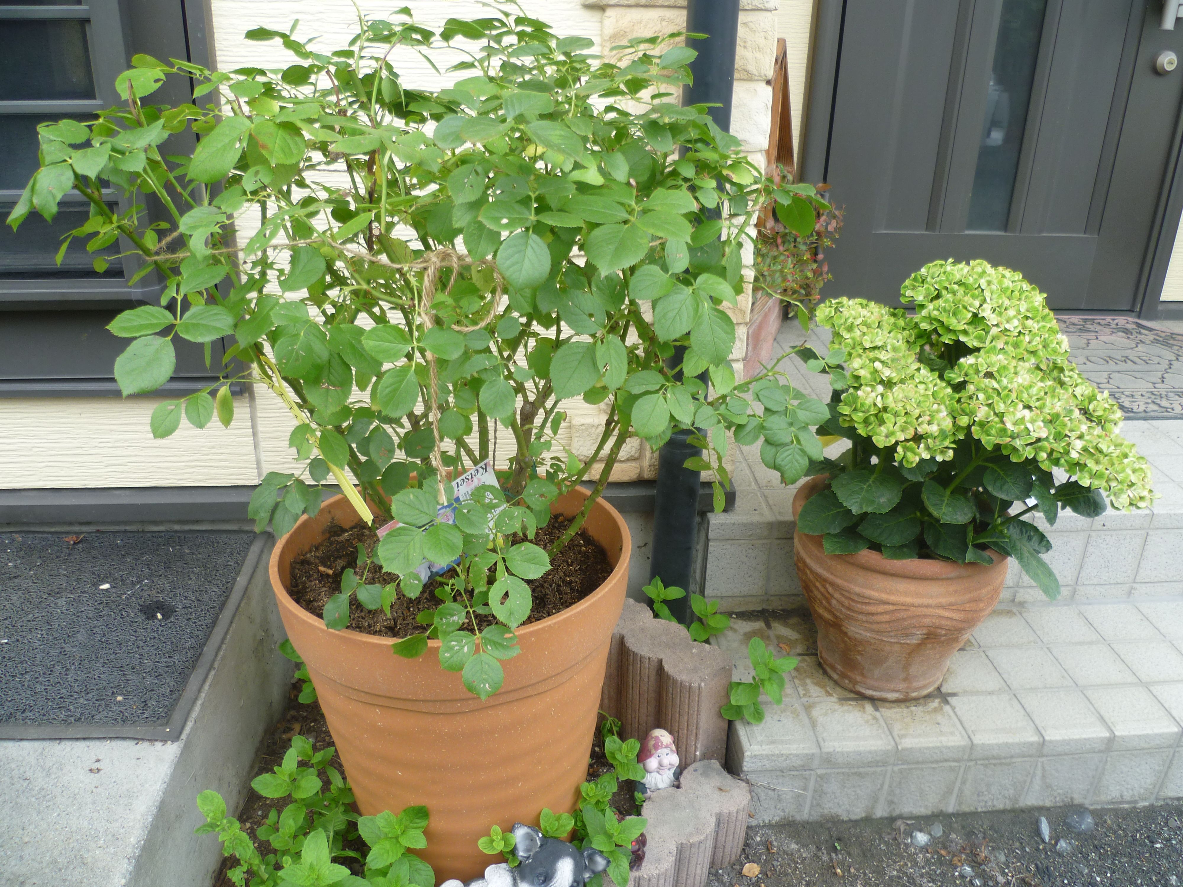 12号鉢は重すぎる 花がらつみ 今日のバラ ゆうの日記 ラ ヴィ アン ローズ 楽天ブログ