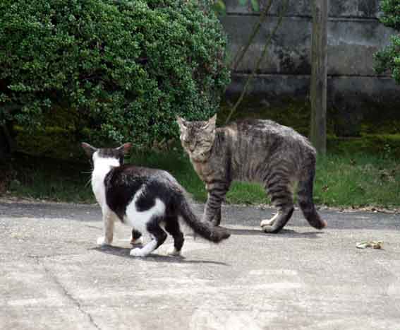 我が家のニャンコ♪2013/7/11-3