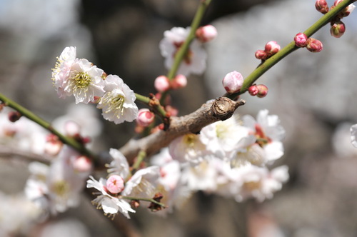 yushima_ume2013j.jpg