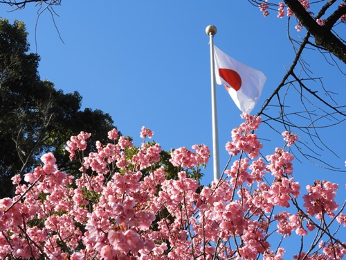 荏原神社の寒緋桜