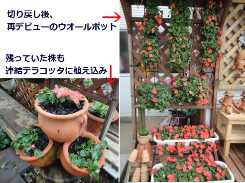 実生のインパチェンス