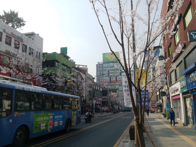 20140402 sakura on yonsei ro 2.jpg