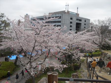 浜松城公園の桜