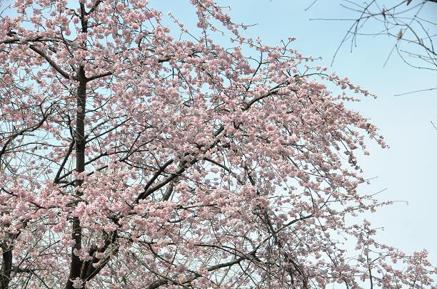 河津桜