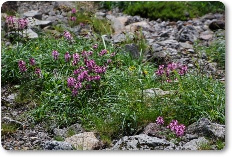 ヨツバシオガマ-2 14.8.23