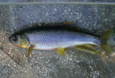浮島神社のハエ？