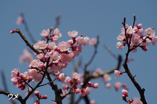 殿ヶ谷戸庭園にて