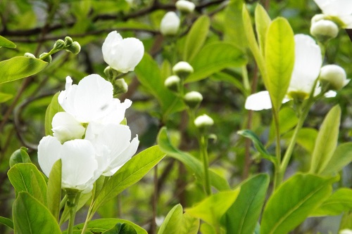 花の名不明の白い花