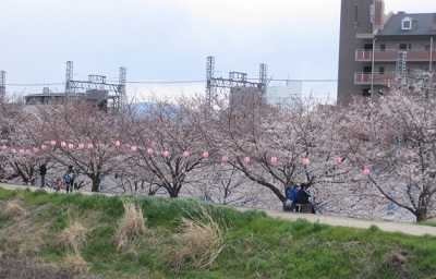 お・桜.JPG