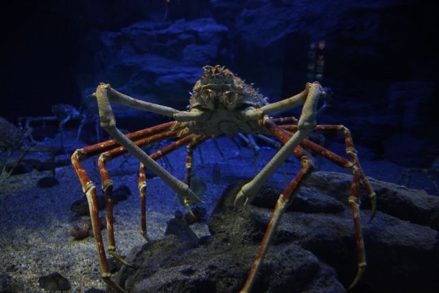 タカアシガニは世界最大のカニである でも食べられる 私設見逃してもいい動物園 楽天ブログ