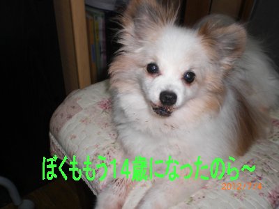 ラピじい