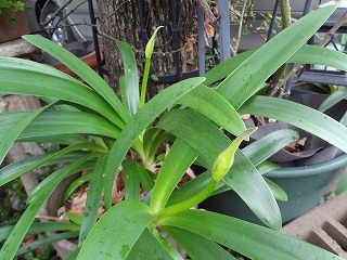 DSC01489.jpg
