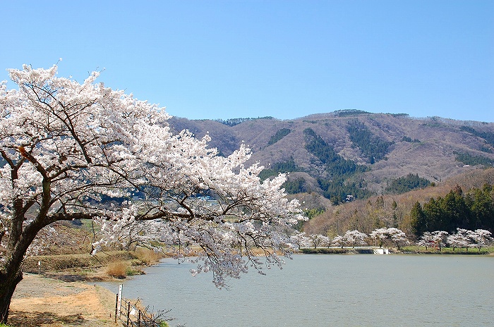 馬牛沼の桜