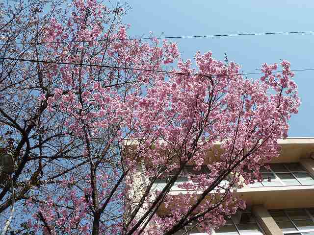 桜満開　平成24年4月 9