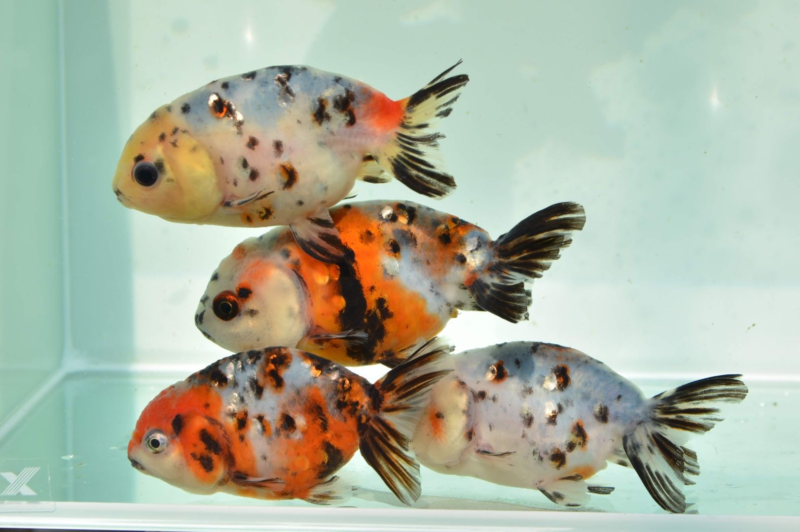 入荷情報&メダカ新商品！ | 佐賀金魚専門店 花咲くじっちゃま