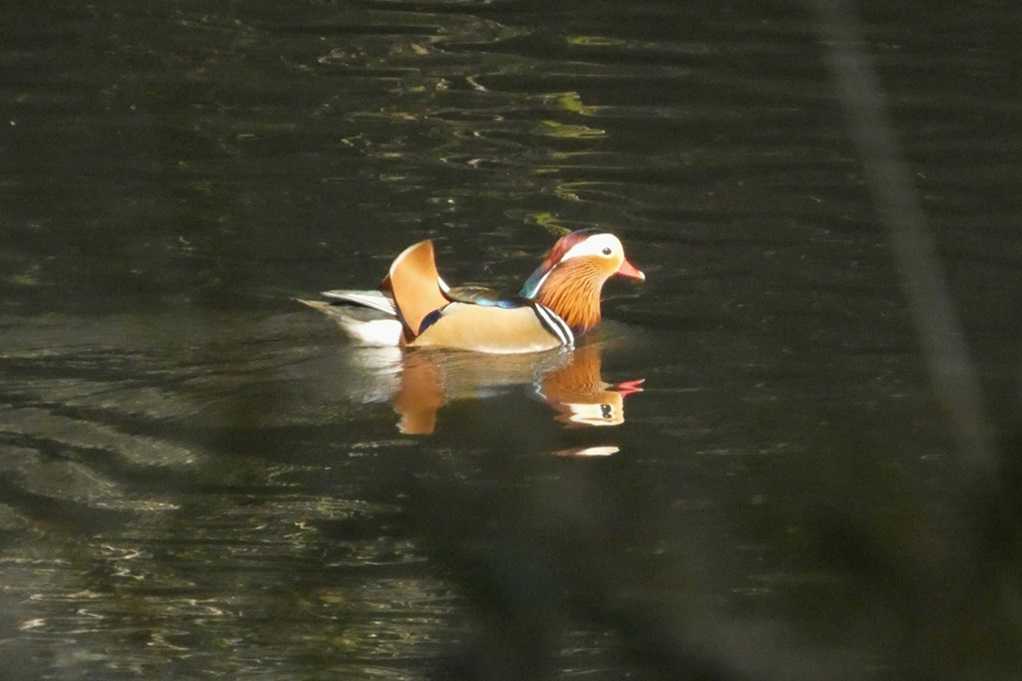 515