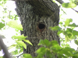 06-21akagerasuana (1).JPG