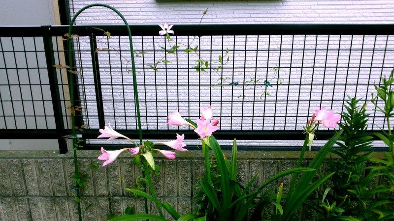 クレマチスフォンドメモリーズの開花と芝生のこと Miraiの庭 つれづれに 楽天ブログ