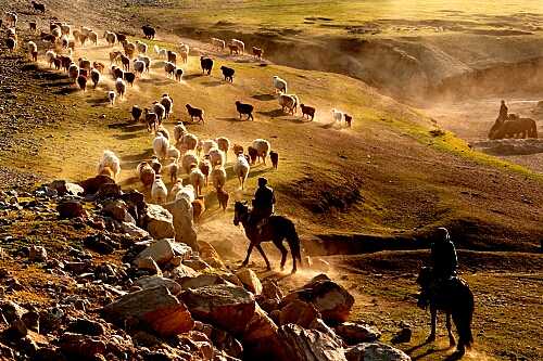 インド・ヨーロッパ語族 耳（ミミ）とチャッピの布団 楽天ブログ