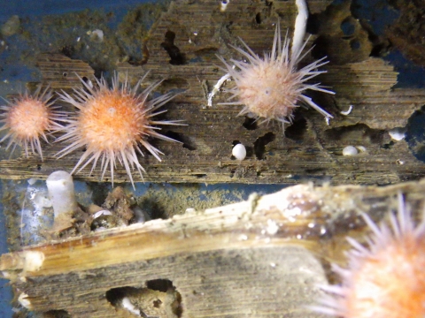 深海に沈んでいた竹に付着するウニ、Prionechinus forbesianus
