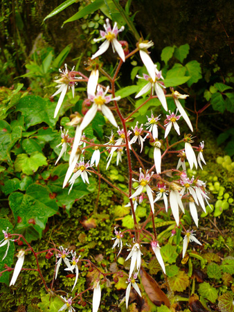 Fujiya Hotel flower_02.jpg
