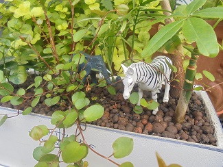 DSC00522.JPG