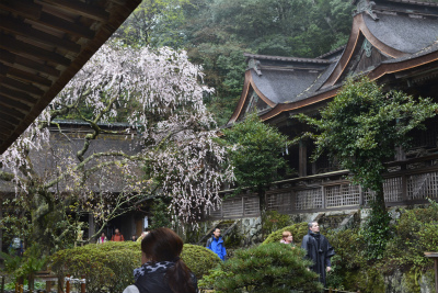 吉野19