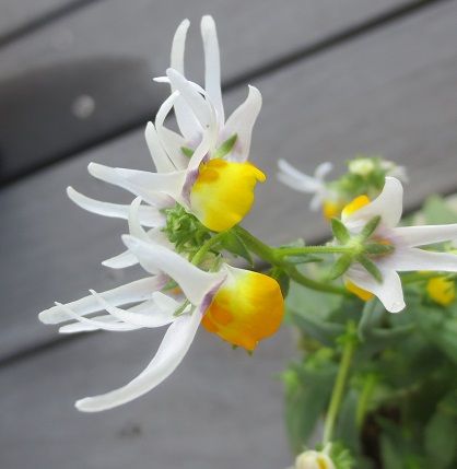 面白い形の花 ネメシア マスカレード アトリエもこの適温生活 楽天ブログ