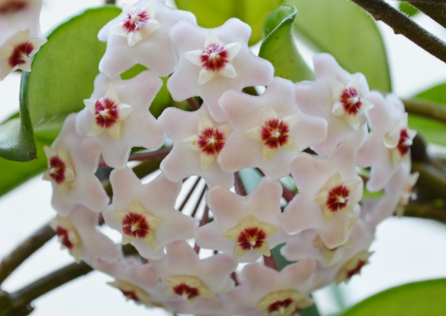 サクララン (5) (2400x1699) (640x453).jpg