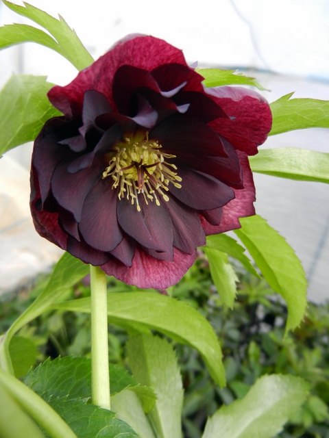 DSCN1102.JPG