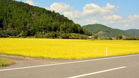 わが家の田んぼ