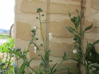 IMG_9596ss.jpg