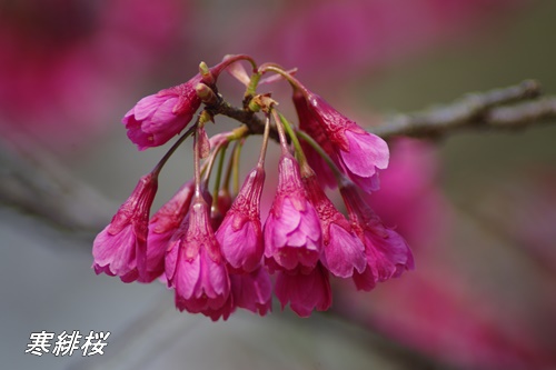 寒緋桜